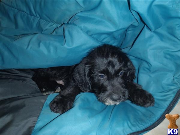 Puppies in IA